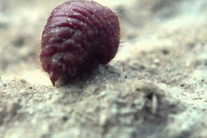 Koshenyle ararat - insekt s veličanstvenom bojom Koshenyle ararat - insekt s veličanstvenom bojom